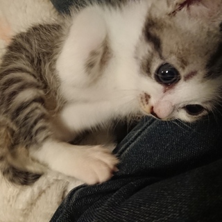 トライアル決定