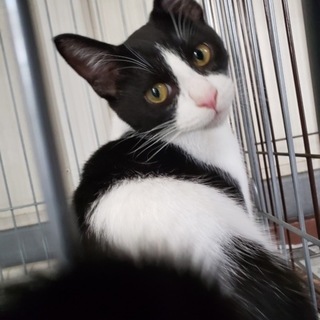 懐っこい『黒白の男の子』推定６カ月