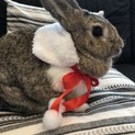 保護うさぎ　温泉うさぎディーン君♂