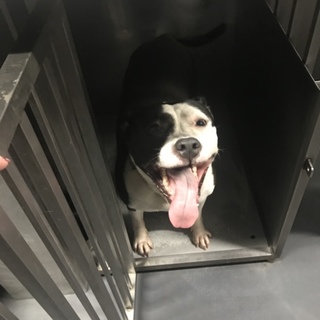 ピットブルもっちゃんトライアル決定