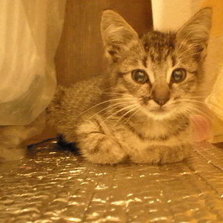 ☆ココと申します☆生後２ヶ月の女の子です。