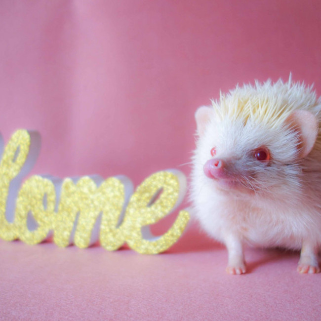 ほんわかパパのカバー写真
