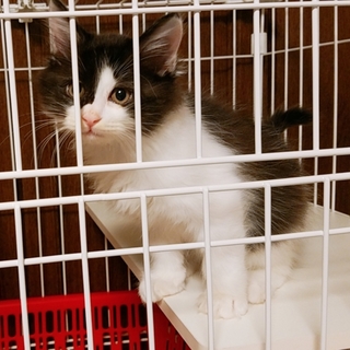 【ﾄﾗｲｱﾙ決定】モフモフの甘えん坊です