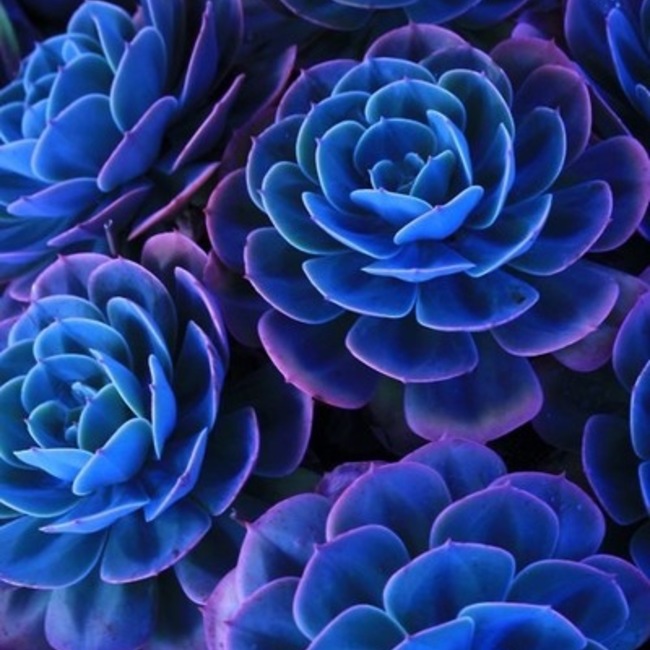 ブルー&ブルーのカバー写真