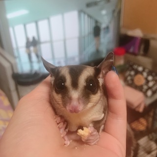 可愛いフクロモモンガ