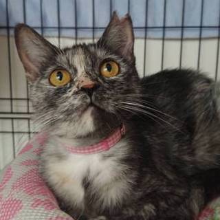 里親さん決定しました。ありがとうございました！