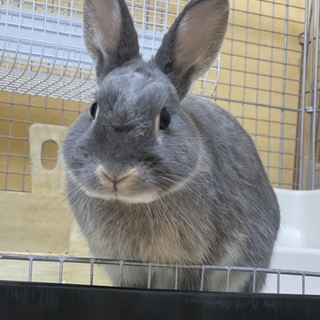 ネザーランドドワーフ1歳♂人懐っこいです