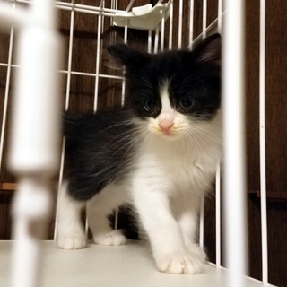 【交渉中】モフモフな毛並み♡可愛い女の子です