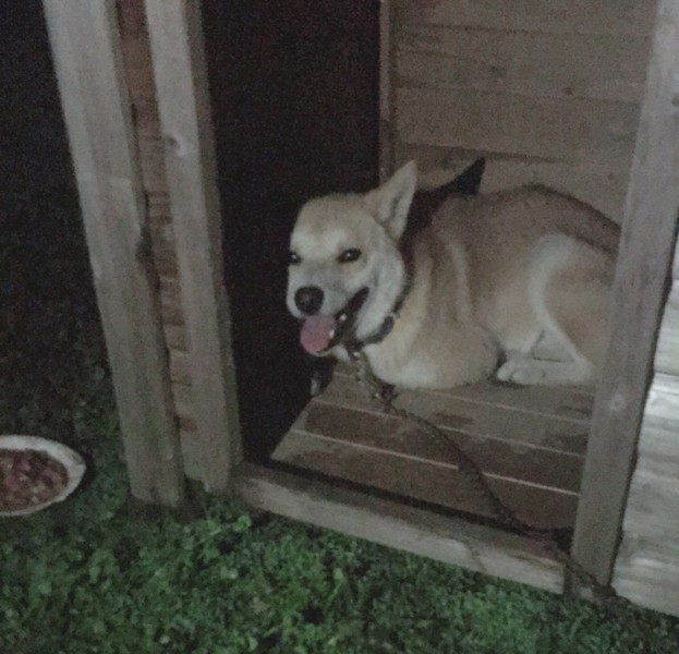 保健所連れていかれます 千葉県 犬の里親募集 30 ペットのおうち 月間利用者150万人