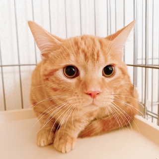 おっとり優しいマンチカンの子猫ちゃん♪ 