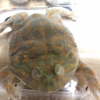 バジェットガエル グリーン