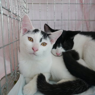 白黒ぶち模様　優しい性格の男の子