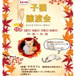 子猫譲渡会