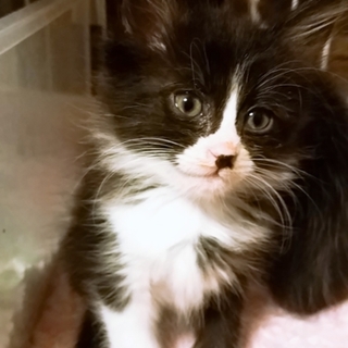 【ﾄﾗｲｱﾙ決定】元気いっぱい♡長毛の女の子です