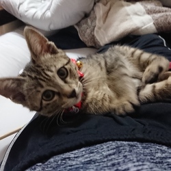 「首輪を練習中」サムネイル2