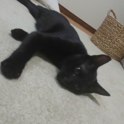 羽根つき大好き