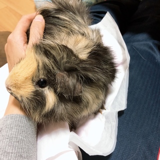 モルモット親子 6匹里親募集してます。