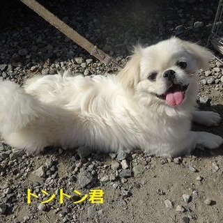 優しいペキニーズのトントン君