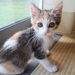 とっても元気な女の子『ワルツ』ちゃん