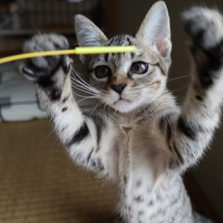 とっても活発な女の子『マーチ』ちゃん