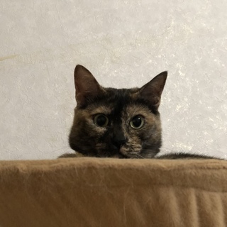 とっても甘えん坊で可愛らしい女の子です！