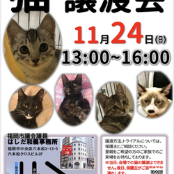 猫　譲渡会