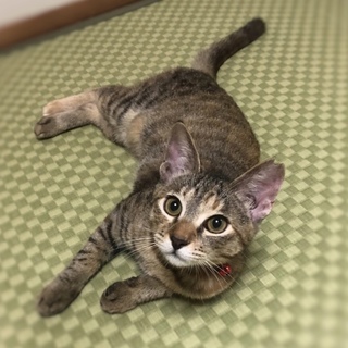 ちゃーたんちゃん