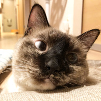 ごま