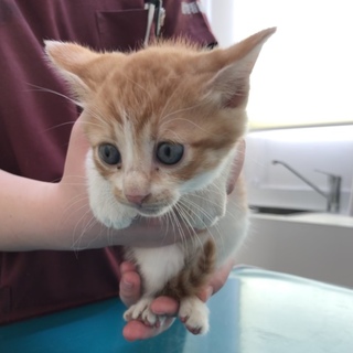 可愛い子猫２匹