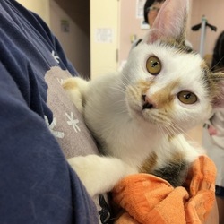 おうちねこの会「子猫成猫譲渡会」