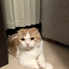 ポポ