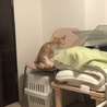 ブーちゃん