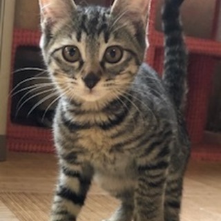 元気いっぱい甘えんぼのボジョレー君