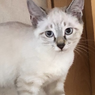 ちょっとビビりな甘えんぼ　ヌーボー君