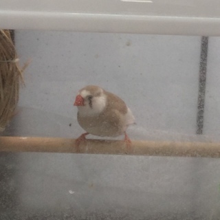 錦華鳥 キンカチョウ 女の子