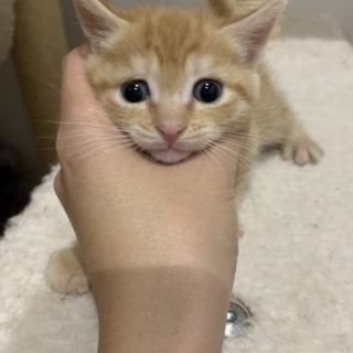 茶トラ兄弟、加古川の譲渡会に参加します！！