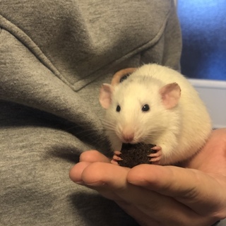 【ダンボラット】かわいいラットの里親募集！