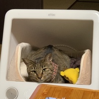 ほく