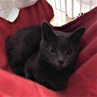 奄美のイジュ、ロシアンブルーのよう、医療しつけ済