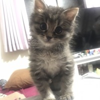 ふうすけ