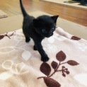 黒猫女の子1ケ月2姉妹