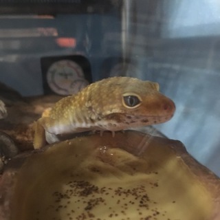 ヒョウモントカゲモドキ(3匹) 里親募集