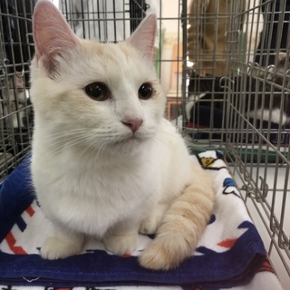 ずっとのお家を募集中