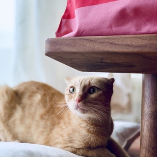 おとなしくて控えめなスコティッシュの女の子。