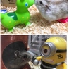 我が家のハムです