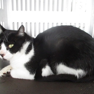 譲渡されました。