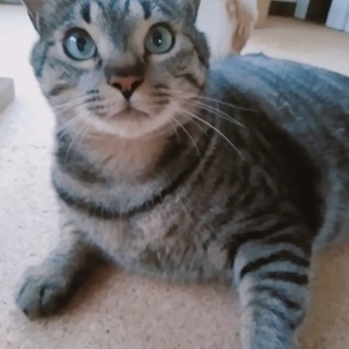 超デブだけどとっても優しい、ディズニー顔の猫