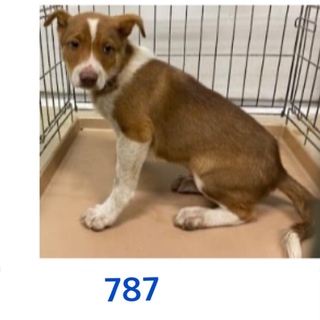 ぼくの家族になって下さい。787