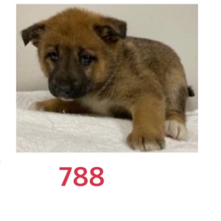 仔犬たちの家族になって下さい。788