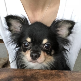 チワワ ブラックタン